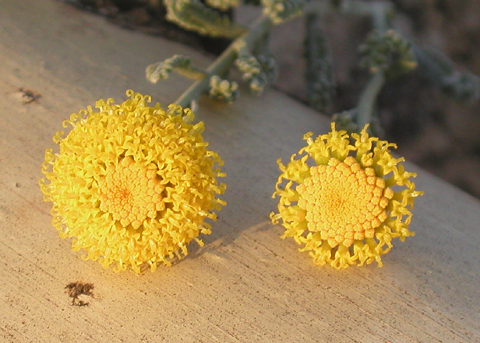 Aromes muntanyenques